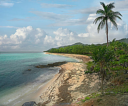 热带沙滩,露营,湾,岛屿,洪都拉斯