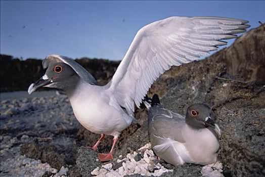 海鸥,燕尾鸥,本土动植物,只有,夜出型动物,远洋,进食,远处,外滨,赫诺韦萨岛,加拉帕戈斯群岛,厄瓜多尔