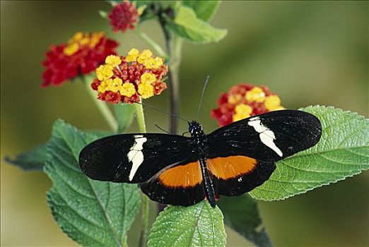 蝴蝶,进食,马樱丹属,花,模仿,雾林,哥斯达黎加