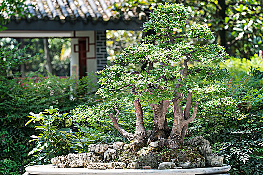 中国园林盆栽盆景