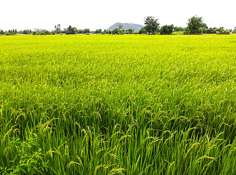 稻米,绿色,地点