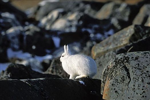 北极兔,兔属,隐藏,雪,丘吉尔市,曼尼托巴,加拿大,北美