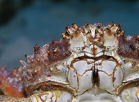 拟石蟹,伯利兹