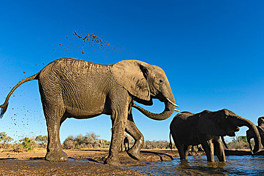 非洲象,降温,水潭,马沙图禁猎区,博茨瓦纳,非洲