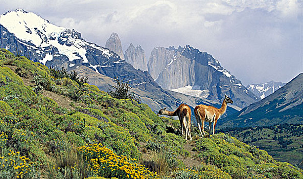 原驼,一对,放牧,托雷德裴恩国家公园,智利