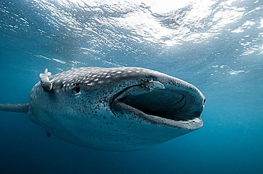 水下,正面,鲸鲨,进食,张嘴,女人岛,墨西哥