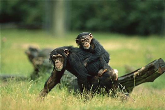 黑猩猩,骑,背影,濒危,非洲