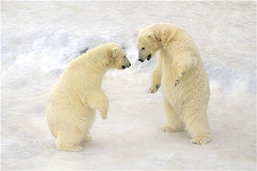 两个,白色,熊崽,玩