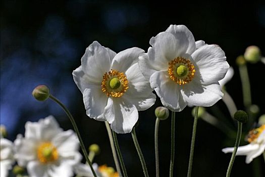 花,日本银莲花,培育品种,银莲花