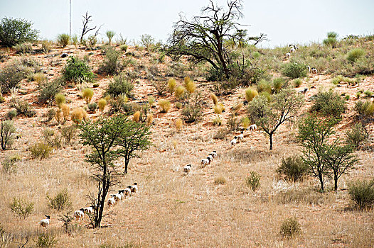 绵羊,走,排列,农场,纳米比亚