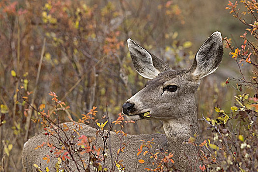 长耳鹿,骡鹿,母鹿,浏览,树叶