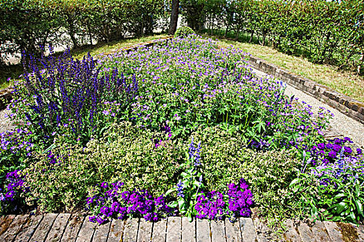 花坛,紫色,盛开,花