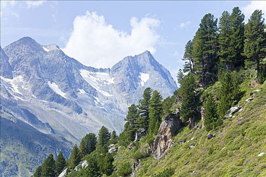 瑞士,松树,斜坡,阿尔卑斯山,提洛尔,奥地利,俯拍