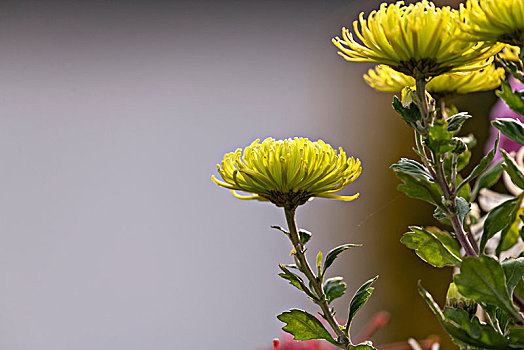 菊花