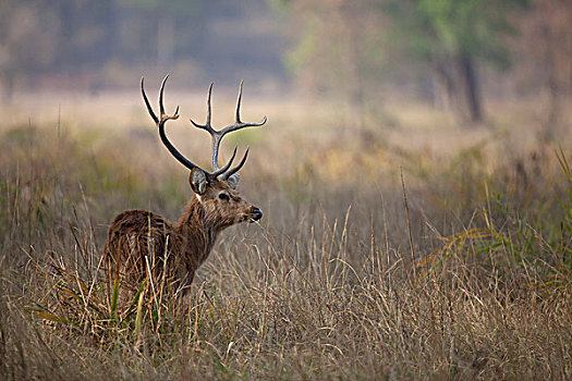 沼泽,鹿,形态,成年,雄性,喂食,高草,甘哈国家公园,中央邦,印度,亚洲