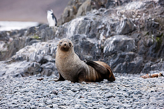 南极软毛海豹,毛海狮,巴布亚企鹅,背影,南极半岛,南极