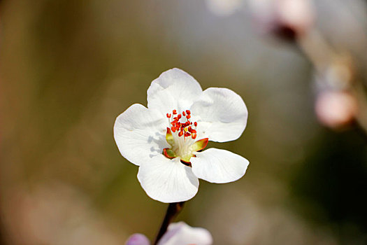 桃花灼灼