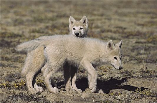 北极狼,狼,幼仔,艾利斯摩尔岛,加拿大