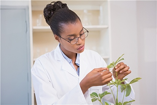 科学家,检查,植物