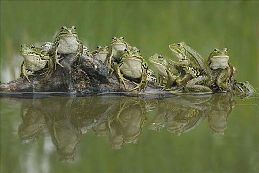 虎皮蛙,反射,水池