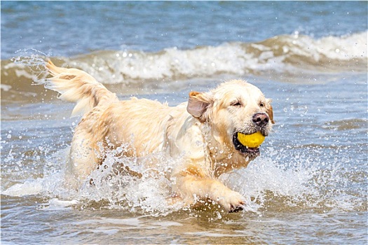 金毛猎犬,海岸