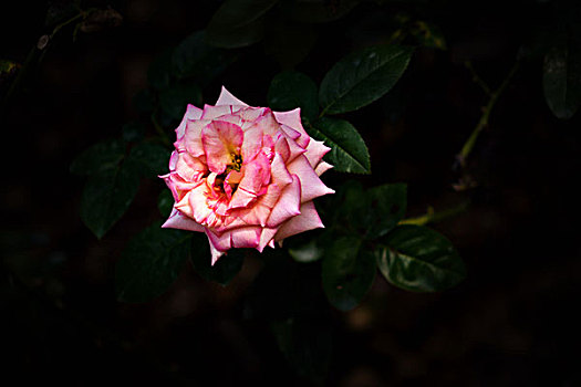 月季花,美丽月季,美艳月季花