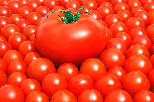 西红柿,大,小,差别,对比,德国,欧洲