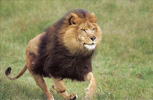 雄性,狮子,猫科动物,哺乳动物,跑,西非,动物