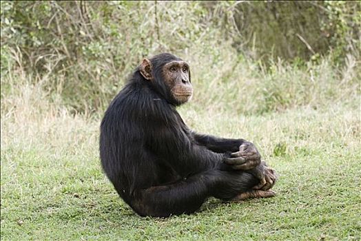 黑猩猩,类人猿,坐,肯尼亚,非洲