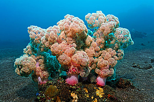 软珊瑚,沙,地面,珊瑚,珊瑚礁,巴厘岛,海洋,印度尼西亚,印度洋,亚洲