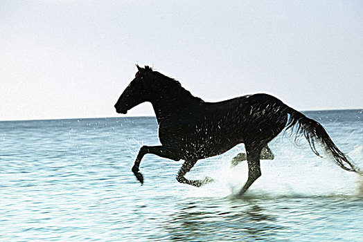 马,水,跑,动物,哺乳动物,野马,野生,自由,黑色,移动,力量,能量,速度,动感,海滩,侧面,夏天,户外