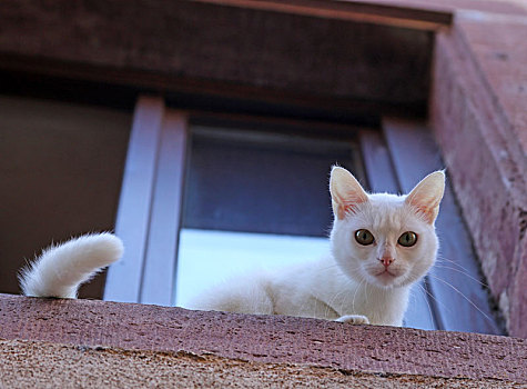白色,小猫,窗户