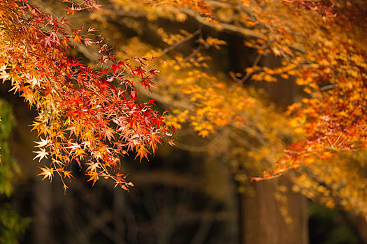 秋季日本京都夜晚红色枫叶