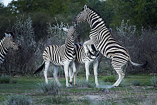 白氏斑马,争斗,马,斑马,埃托沙国家公园,纳米比亚,非洲