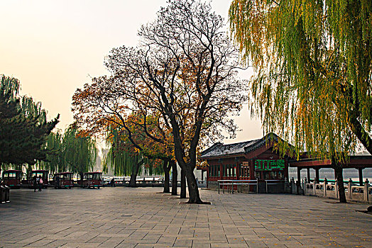 柳树,道路,路面