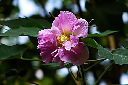 美艳的芙蓉花,木芙蓉,拒霜花,木莲,地芙蓉,华木