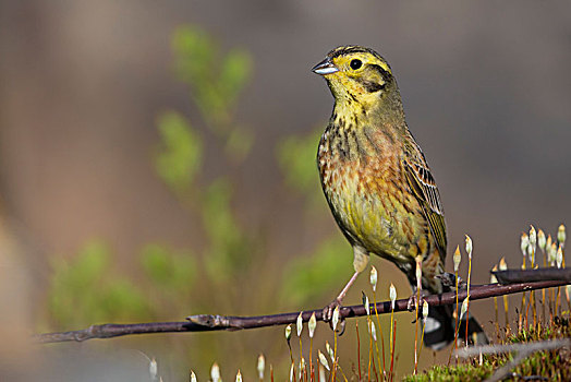 金翼啄木鸟,黄鹀,成年,雄性,站立,小,枝条,北方,芬兰,欧洲