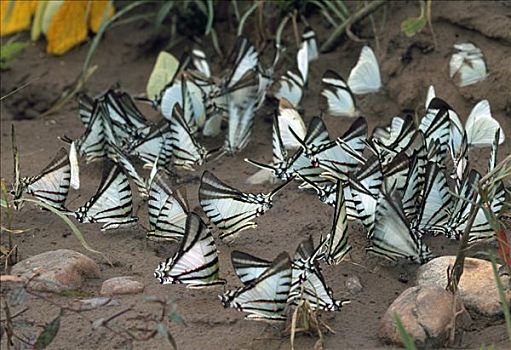 蝴蝶,群,啜饮,矿物质,地面,玛努国家公园,秘鲁