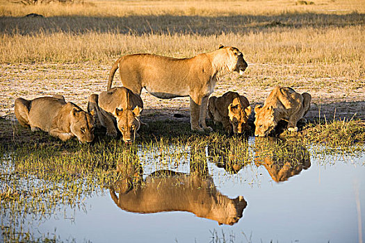几个,雌狮,喝,水坑,马瑞米国家公园,莫勒米野生动植物保护区,奥卡万戈三角洲,博茨瓦纳,非洲