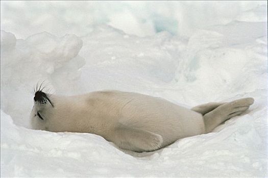 鞍纹海豹,琴海豹,幼仔,睡觉,圣劳伦斯湾,加拿大