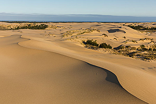 沙丘,太平洋,俄勒冈,国家休闲度假区,靠近,美国