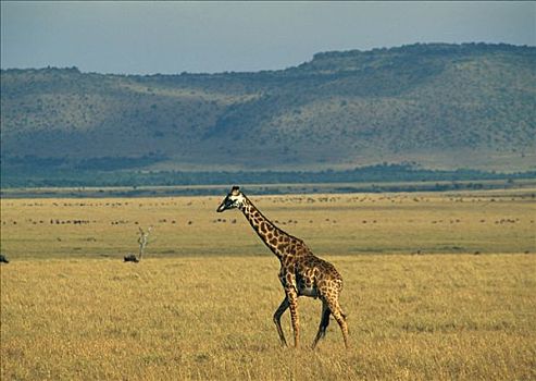 长颈鹿,马赛马拉国家公园,肯尼亚