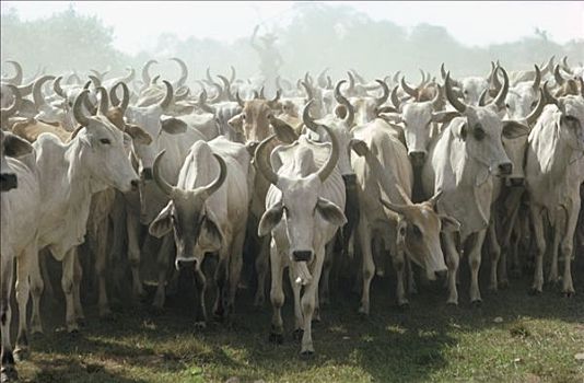 家牛,市场,生态系统,潘塔纳尔,巴西