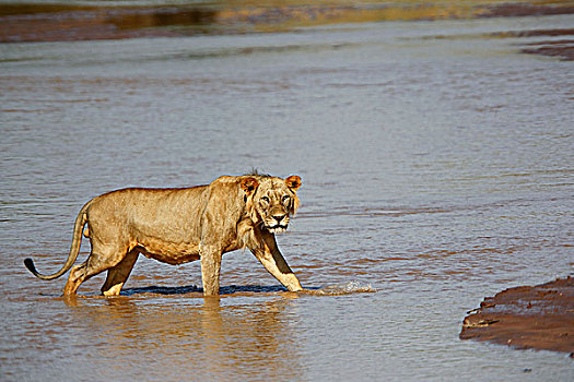 非洲狮,狮子,幼兽,雄性,河,公园,肯尼亚