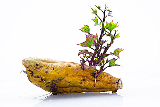 块根类蔬菜,秋天健康的美食地瓜,是人类重要的主食