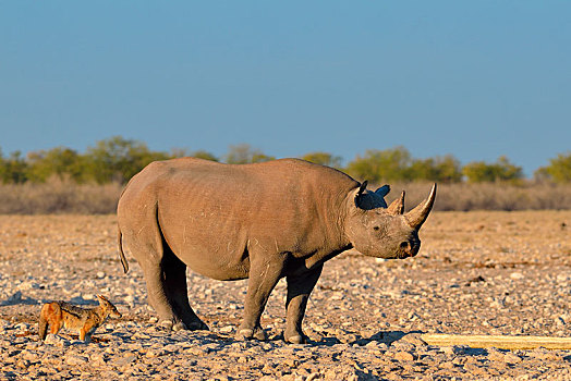 黑犀牛,黑背狐狼,黑背豺,水潭,埃托沙国家公园,纳米比亚,非洲
