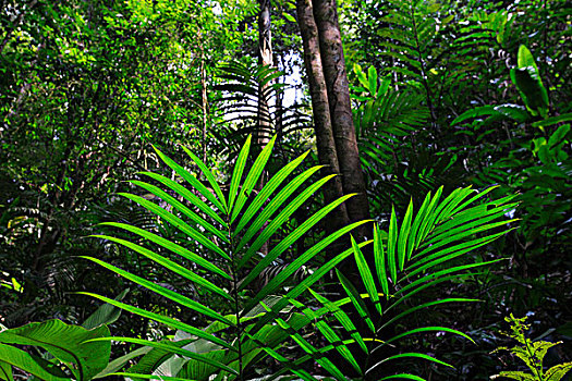 雨林,室内,国家公园,苏门答腊岛,印度尼西亚