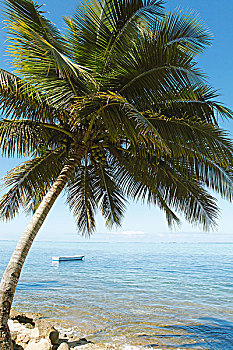 船,棕榈树,珊瑚海岸,维提岛,斐济,大洋洲