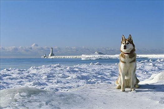 西伯利亚,哈士奇犬,狗,雪,岸边,灯塔,背景