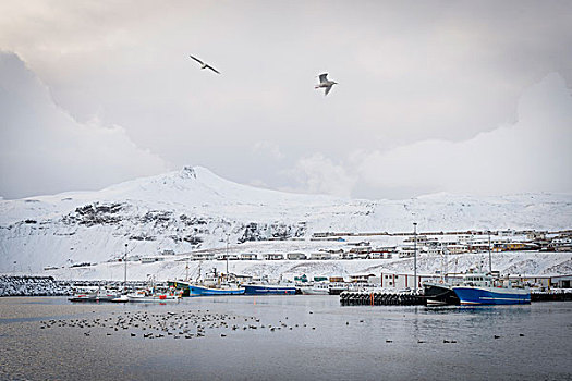 渔村,船,斯奈山半岛,冰岛